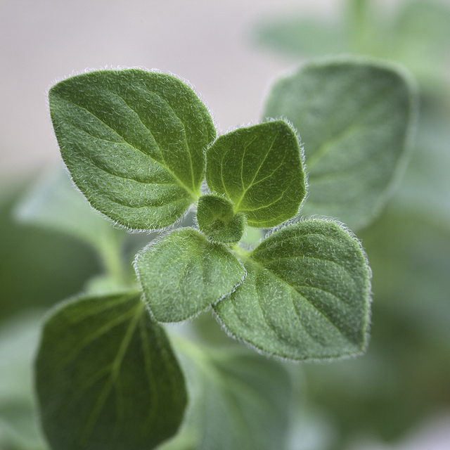 5 Natural Antibiotics Used to Fight Infection