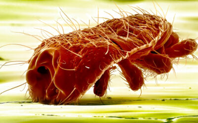[VIDEO] Parasites: Better Take Them Out Before They Take You Out!